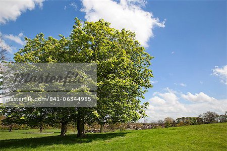 Spring trees in Jacob Smith Park, Knaresborough, North Yorkshire, England, United Kingdom, Europe