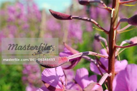 Marmalade hoverfly (Episyrphus balteatus) resting on Rosebay willowherb (Epilobium angustifolium), Wiltshire, England