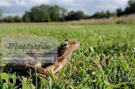 Common frog or grass frog (Rana temporaria) in damp meadow, Wiltshire, England