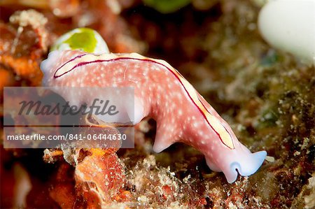 Pseudoceros bifurcus flatworm, Sulawesi, Indonesia, Southeast Asia, Asia