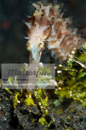 Thorny seahorse (Hippocampus hystrix), Sulawesi, Indonesia, Southeast Asia, Asia