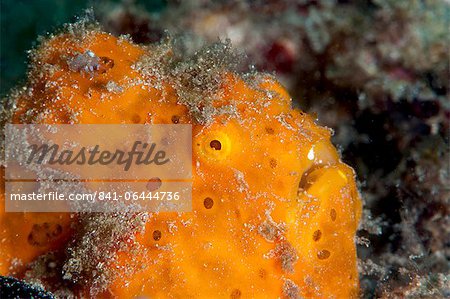 Painted frogfish (Antennarius pictus), Sulawesi, Indonesia, Southeast Asia, Asia