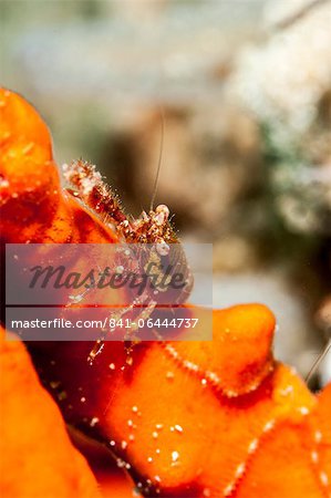 Squat lobster (Galathea sp.), Sulawesi, Indonesia, Southeast Asia, Asia