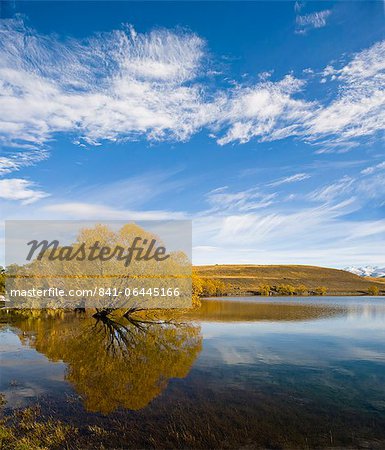 Golden autumn tree reflection in still morning water, Lake Alexandrina, Southern Lakes, Otago Region, South Island, New Zealand, Pacific