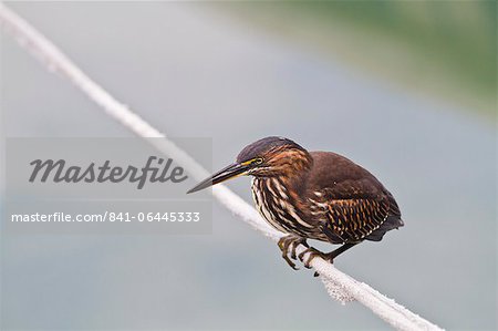 Juvenile striated heron (Butorides striata), Puerto Ayora, Santa Cruz Island, Galapagos, UNESCO World Heritge Site, Ecuador, South America