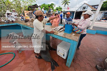 Local fish market, Puerto Ayora, Santa Cruz Island, Galapagos Island Archipelago, Ecuador, South America