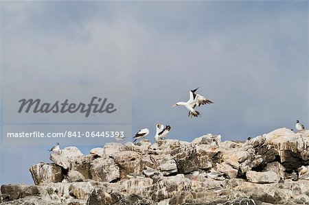 Nazca booby (Sula grantii), Punta Suarez, Santiago Island, Galapagos Islands, UNESCO World Heritage Site, Ecuador, South America