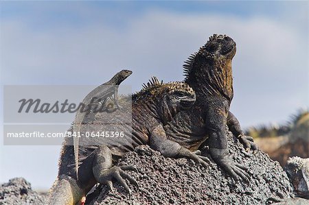 Galapagos marine iguana (Amblyrhynchus cristatus), Fernandina Island, Galapagos Islands, UNESCO World Heritage Site, Ecuador, South America Galapagos marine iguana (Amblyrhynchus cristatus), Fernandina Island, Galapagos Islands, UNESCO World Heritage Site, Ecuador, South America