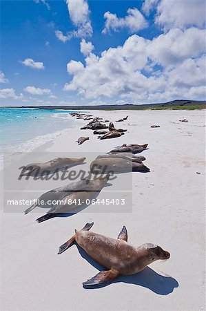 Galapagos sea lions (Zalophus wollebaeki), Gardner beach, Santiago Island, Galapagos Islands, UNESCO World Heritage Site, Ecuador, South America