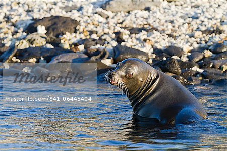 Galapagos sea lion (Zalophus wollebaeki), Sombrero Chino Island, Galapagos Islands, UNESCO World Heritage Site, Ecuador, South America