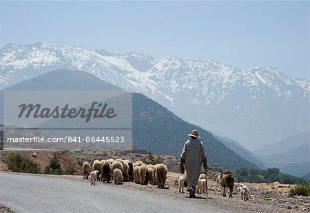 A local man herding sheep on a road with the Atlas Mountains in the background, Morocco, North Africa, Africa