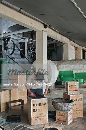 Glenburn Tea Factory, near Darjeeling, West Bengal, India, Asia