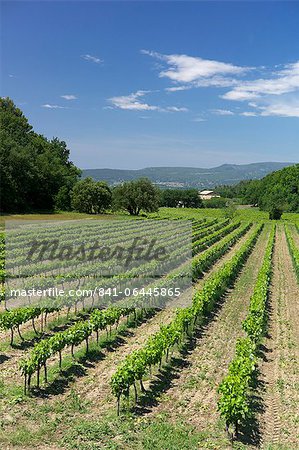 Vineyard, Petit Luberon, Provence, France, Europe Vineyard, Petit Luberon, Provence, France, Europe