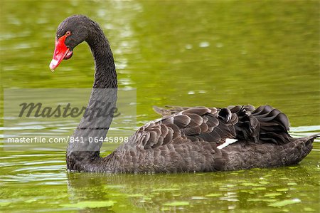 Black Swan (Cygnus atratus) a large waterbird, a species of swan, which breeds mainly in the southeast and southwest regions of Australia, Pacific, in captivity in the United Kingdom, Europe