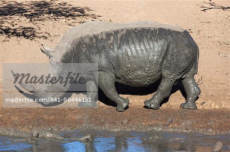 White rhino (Ceratotherium simum), Mkhuze game reserve, Kwazulu Natal, South Africa, Africa