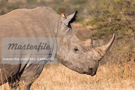 White rhino (Ceratotherium simum), Imfolozi game reserve, KwaZulu-Natal, South Africa, Africa White rhino (Ceratotherium simum), Imfolozi game reserve, KwaZulu-Natal, South Africa, Africa