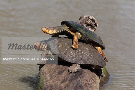 Marsh terrapin (African helmeted turtle) (Pelomedusa subrufa) stacked up on log, Mkhuze game reserve, South Africa, Africa