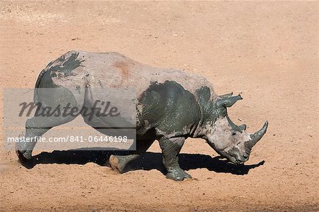 White rhino (Ceratotherium simum) running alongside waterhole, Mkhuze game reserve, KwaZulu Natal South Africa, Africa