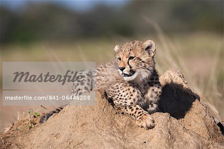Cheetah (Acinonyx jubatus) cub, Phinda private game reserve, Kwazulu Natal, South Africa, Africa Cheetah (Acinonyx jubatus) cub, Phinda private game reserve, Kwazulu Natal, South Africa, Africa