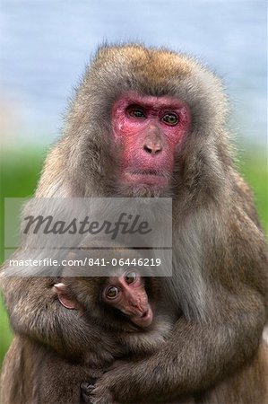 Snow monkey, Japanese macaque (Macaca fuscata) with baby, in captivity, United Kingdom, Europe