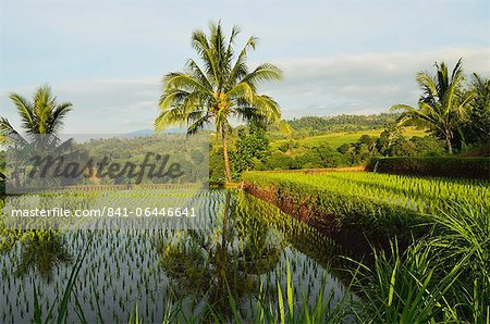 Rice fields, Senaru, Lombok, Indonesia, Southeast Asia, Asia