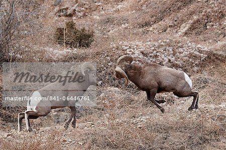 Two bighorn sheep (Ovis canadensis) rams butting heads during the rut, Clear Creek County, Colorado, United States of America, North America