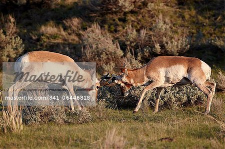 Two Pronghorn (Antilocapra americana) bucks sparring, Yellowstone National Park, Wyoming, United States of America, North America