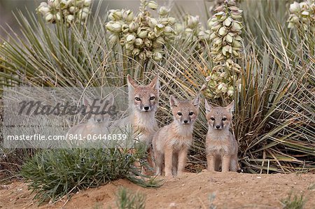 Swift fox (Vulpes velox) vixen and three kits at their den, Pawnee National Grassland, Colorado, United States of America, North America