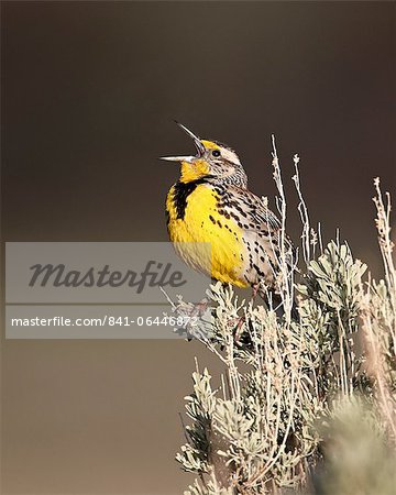 Western meadowlark (Sturnella neglecta) singing, Yellowstone National Park, Wyoming, United States of America, North America