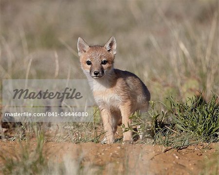 Swift fox (Vulpes velox) kit, Pawnee National Grassland, Colorado, United States of America, North America