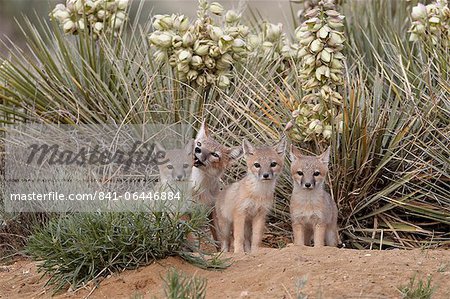 Swift fox (Vulpes velox) vixen and three kits at their den, Pawnee National Grassland, Colorado, United States of America, North America