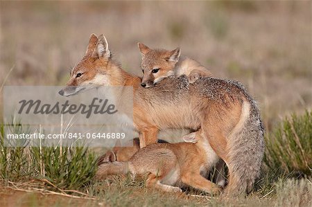 Swift fox (Vulpes velox) vixen nursing three kits, Pawnee National Grassland, Colorado, United States of America, North America