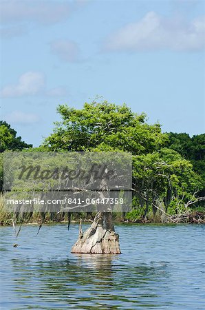 Young cyprus tree, Everglades, UNESCO World Heritage Site, Florida, United States of America, North America