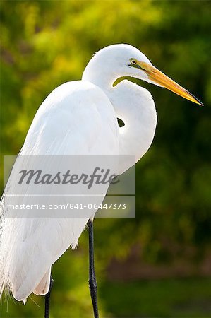 Great egret (Ardea alba), Everglades, Florida, United States of America, North America