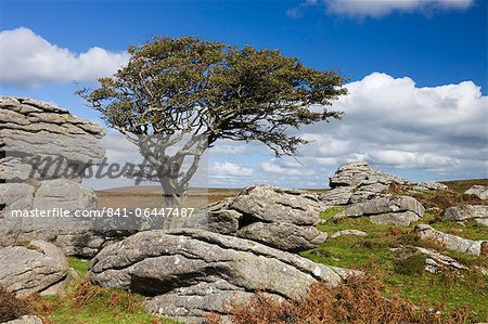 Hawthorn tree and granite outcrop, Saddle Tor, Dartmoor, Devon, England, United Kingdom, Europe