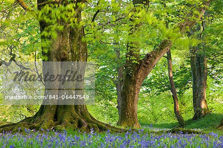 Beech and oak trees above a carpet of bluebells in a woodland, Blackbury Camp, Devon, England, United Kingdom, Europe