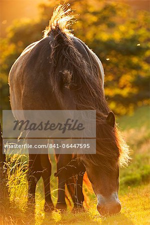 Exmoor pony grazing in the evening summer sunshine at Valley of Rocks, Exmoor, Devon, England, United Kingdom, Europe