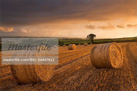 Hay bales in a ploughed field at sunset, Eastington, Devon, England, United Kingdom, Europe