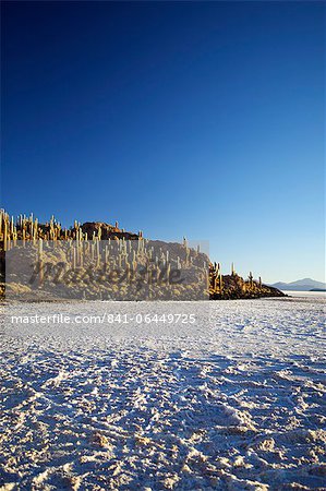 Cacti on Isla de los Pescadores and salt flats, Salar de Uyuni, Southwest Highlands, Bolivia, South America