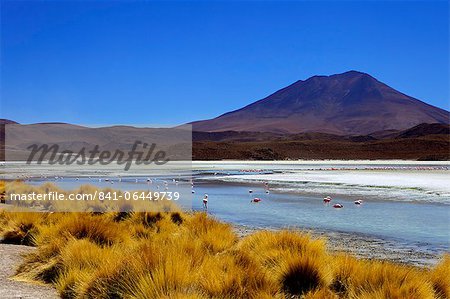 Flamingos on Laguna Canapa, South Lipez, Southwest Highlands, Bolivia, South America