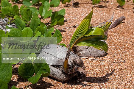 Coconut palm germinating on beach, Shell Beach, Guyana, South America