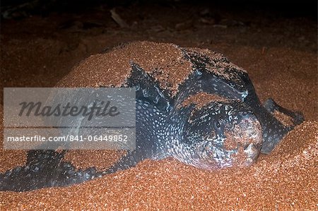 Frontal view of female Leatherback turtle (Dermochelys coriacea) covered in sand from excavation of the nest hole, Shell Beach, Guyana, South America
