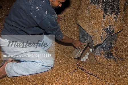 Leatherback turtle (Dermochelys coriacea) laying eggs under the watchful eyes of a conservation worker, Shell Beach, Guyana, South America