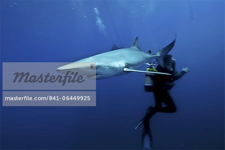 Blue shark (Prionace glauca) in the Azores, Portugal, Atlantic, Europe
