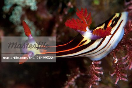 Nembrotha purpureolineata nudibranch, Komodo, Indonesia, Southeast Asia, Asia