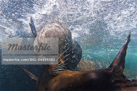 Galapagos fur seal (Arctocephalus galapagoensis) bulls mock-fighting underwater, Genovesa Island, Galapagos Islands, Ecuador, South America