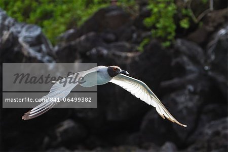 Adult swallow-tailed gull (Creagrus furcatus), Genovesa Island, Galapagos Islands, Ecuador, South America Adult swallow-tailed gull (Creagrus furcatus), Genovesa Island, Galapagos Islands, Ecuador, South America
