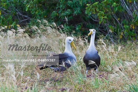 Waved albatross (Diomedea irrorata) courtship display, Espanola Island, Galapagos Islands, UNESCO World Heritage Site, Ecuador, South America