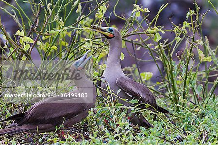 Adult dark morph red-footed boobies (Sula sula), Genovesa Island, Galapagos Islands, Ecuador, South America Adult dark morph red-footed boobies (Sula sula), Genovesa Island, Galapagos Islands, Ecuador, South America
