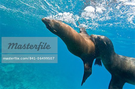 Galapagos sea lions (Zalophus wollebaeki) underwater, Champion Island, Galapagos Islands, Ecuador, South America